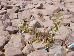 Chromolaena odorata