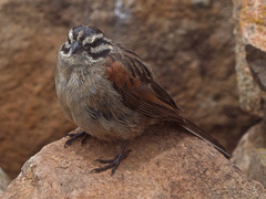 Emberiza capensis basutoensis