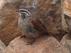 Emberiza capensis basutoensis