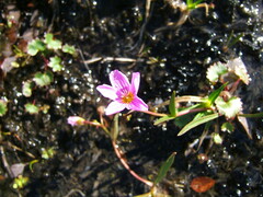 Claytonia acutifolia