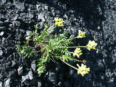 Oxytropis maydelliana