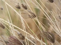 Chloris