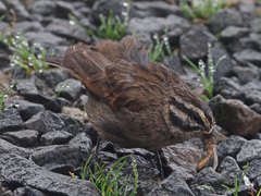 Emberiza capensis basutoensis