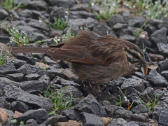 Emberiza capensis basutoensis