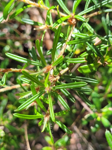 Image of Pultenaea mucronata by (c) Eamonn Culhane, some rights reserved (CC BY)