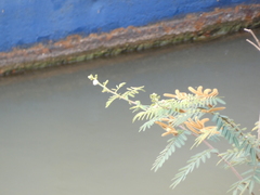 Mimosa