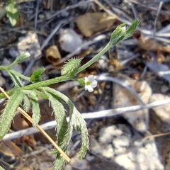 Pectocarya recurvata