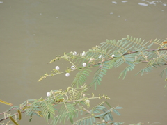 Mimosa