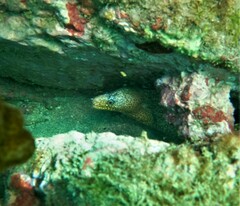 Muraena lentiginosa