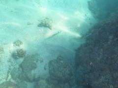 Halichoeres nicholsi
