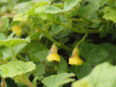 Hermannia malvifolia