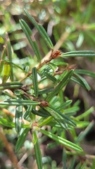 Pultenaea polifolia