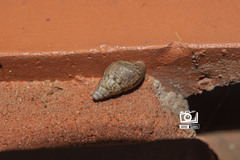 Bulimulus bonariensis