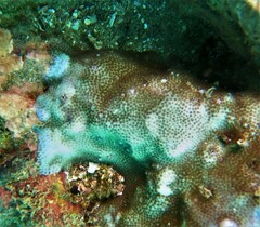 Porites panamensis