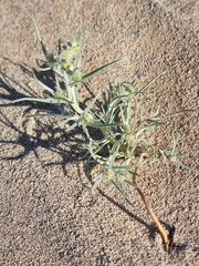 Johnstonella costata