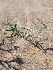 Johnstonella costata