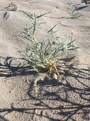 Johnstonella costata