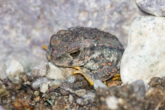Rhinella spinulosa