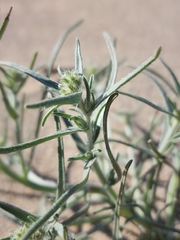 Johnstonella costata