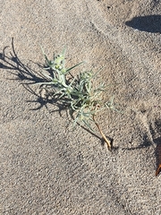 Johnstonella costata