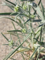 Johnstonella costata