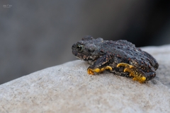 Rhinella spinulosa