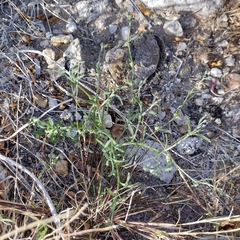 Pectocarya recurvata