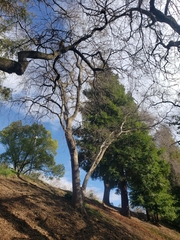 Quercus lobata