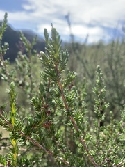 Adenostoma fasciculatum