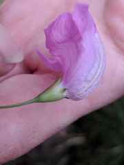 Agalinis strictifolia