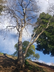 Quercus lobata