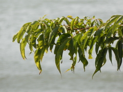 Magnoliopsida