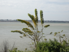 Magnoliopsida