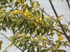 Magnoliopsida