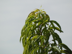 Magnoliopsida