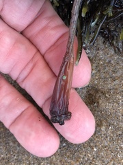 Styela montereyensis