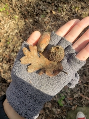 Quercus lobata