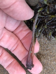 Styela montereyensis