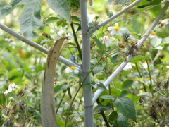 Ricinus communis