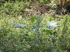 Ricinus communis