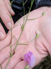 Agalinis strictifolia