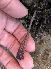 Styela montereyensis