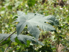 Ricinus communis