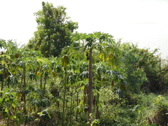 Carica papaya