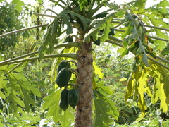 Carica papaya