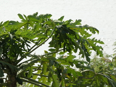 Carica papaya
