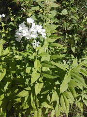 Phlox divaricata albiflora