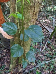 Alchornea latifolia