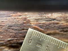 Pyrgodesmoidea