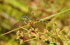 Austrogomphus ochraceus
